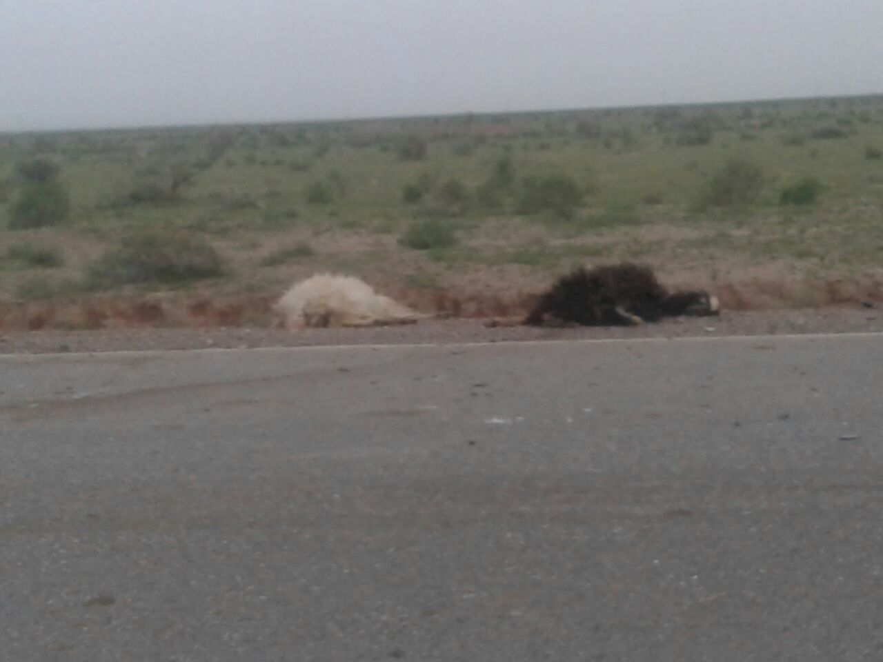 تصادف خودرو ۴۰۵ با یک گله گوسفند در روستای بیاباد ۱۲ راس گوسفند را تلف کرد