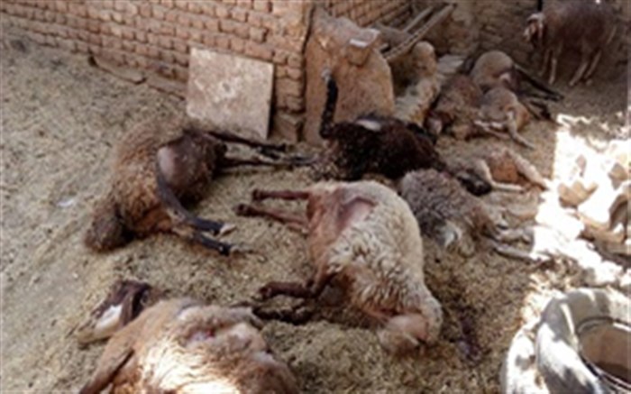 حمله گرگ‌ها به گوسفندان یک روستایی در خواف