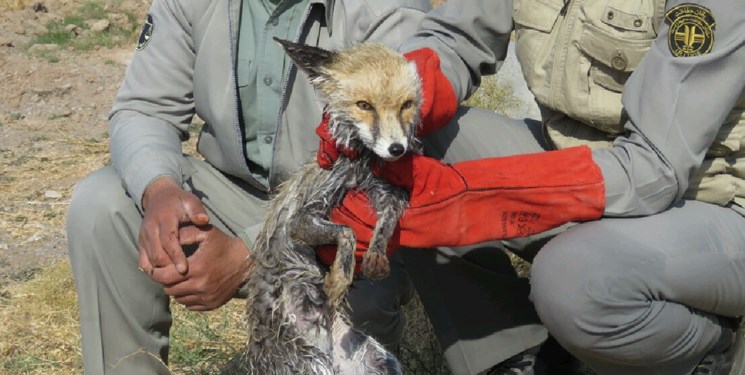 نجات یک قلاده روباه توسط محیط بانان در خواف