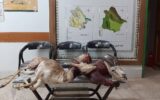 دستگیری شکارچیان آهو در خواف