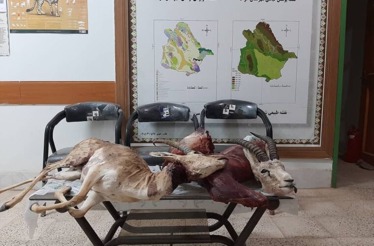 دستگیری شکارچیان آهو در خواف