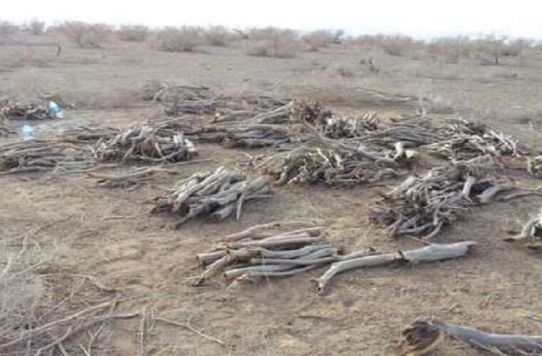 دستور دادستان خواف بر گسترش جنگل‌زارها در مناطق معدنی سنگان