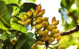 آغاز برداشت پسته از باغات شهرستان خواف
