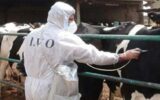 در 4 ماهه ابتدای سال جاری انجام شد، واکسیناسیون بیش از 300 هزار نوبت سر دام علیه بیماری های دامی در خواف