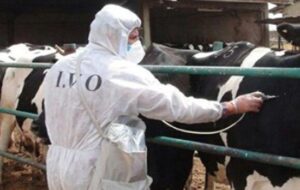 در 4 ماهه ابتدای سال جاری انجام شد، واکسیناسیون بیش از 300 هزار نوبت سر دام علیه بیماری های دامی در خواف