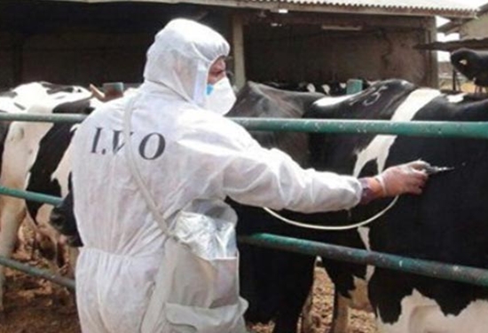 در 4 ماهه ابتدای سال جاری انجام شد، واکسیناسیون بیش از 300 هزار نوبت سر دام علیه بیماری های دامی در خواف در 4 ماهه ابتدای سال جاری انجام شد، واکسیناسیون بیش از 300 هزار نوبت سر دام علیه بیماری های دامی در خواف